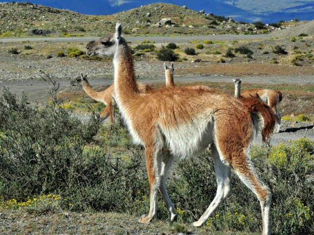 Guanakus leben in Patagonien in freier Wildnis und sind häufig anzutreffen.