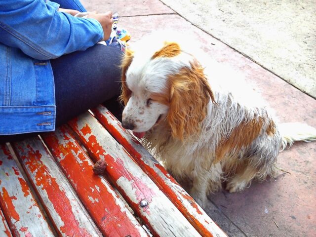 Dieser Hund hat das Stückchen Holz immer wieder auf die Bank gelegt und angestarrt. Haben wir es hinunter gewischt, hat er es wieder hinaufgelegt. Bis wir endlich bemerkten, dass er einfach nur mit uns spielen wollte 💖