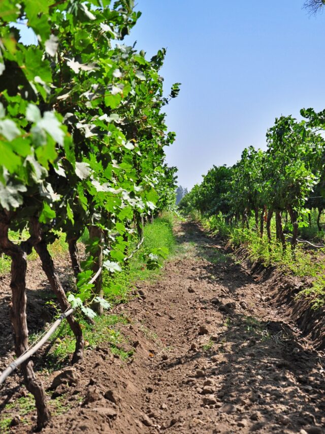 Zu Beginn der Tour werfen wir einen Blick auf die sensibel gepflegten Weinreben, welche hinter dem Hof angebaut werden.