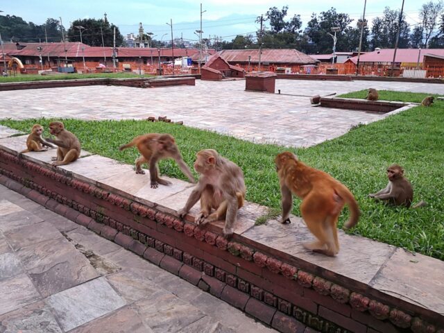 Affen sind den Hinduisten heilig, dem Glauben nach sind sie direkte Nachfahren der Affen-Gottheit Hanuman. Daher leben viele Affen in den städtischen Tempelanlagen und werden vielerorts sogar zur Plage.