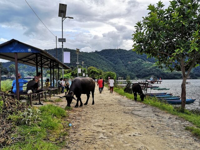 Auch Kühe begegnen einem auf der Strandpromenade. Wie in Indien gelten auch in Nepal Kühe als heilige Tiere und dürfen nicht ohne tieferen Grund geschlachtet werden. Daher sieht man in Nepal immer mehr Kühe auch in städtischen Regionen.