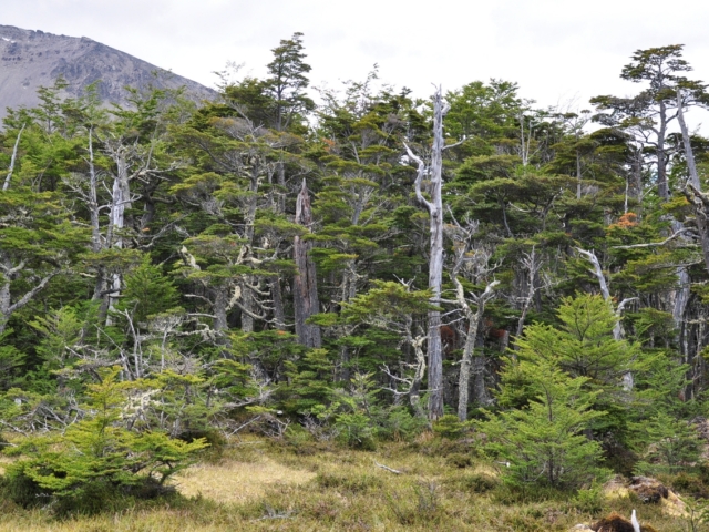 Der Wanderweg hinab nach Ushuaia führt mitten durch Großteils unberührte Naturlandschaft.