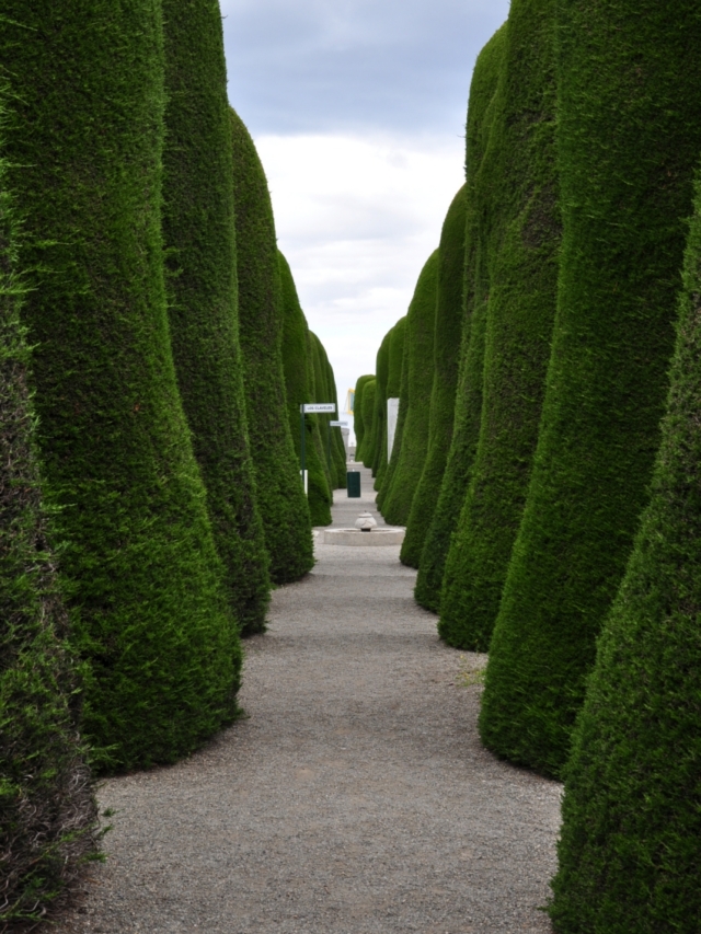 Flankiert von fein getrimmten Bäumen weist die Allee dem Besucher den Weg über den Friedhof.