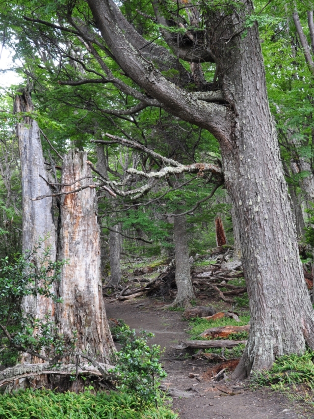 Der Pfad führt mal am Ufer entlang, mal durch den beinahe  unberührten Wald. Stille, nur durchbrochen vom Rufen der Waldbewohner.