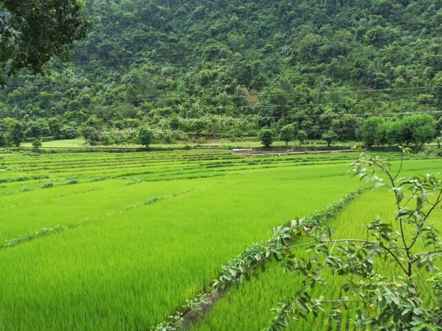 Reis ist eines Hauptnahrungsmittel in Nepal, daher findet man auf vielen Landstriche auch endlos weite Reisfelder.