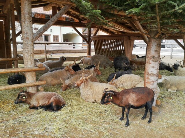 Auch Schafe und Ziegen finden auf Gut Aiderbichl ein geliebtes Zuhause.