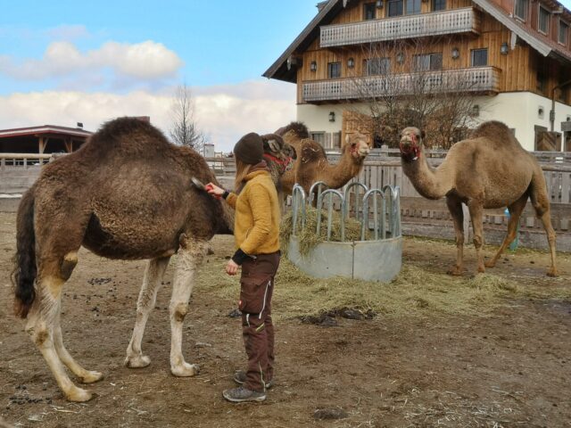 Kamel Adi genießt die liebevollen Bürstenstriche der Pflegerin.