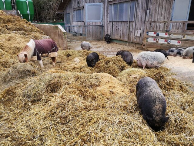 Hier mischt sich ein Pony unter die Schweinefamilie. Auf Gut Aiderbichl fühlen sich alle einer großen Familie zugehörig.