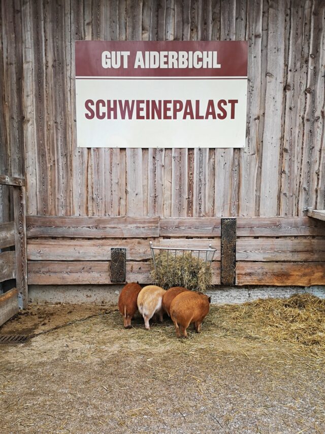 Die kleinen Ferkel werden sicher mal die Könige des Schweinepalast!