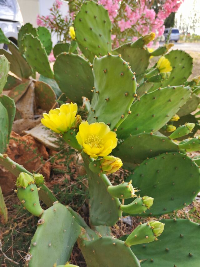 Erwärmt der Anblick dieses so herrlich gelb blühendes Kaktus ebenso dein Herz wie meines? Und der Duft - herb und doch süßlich, lieblich 💗