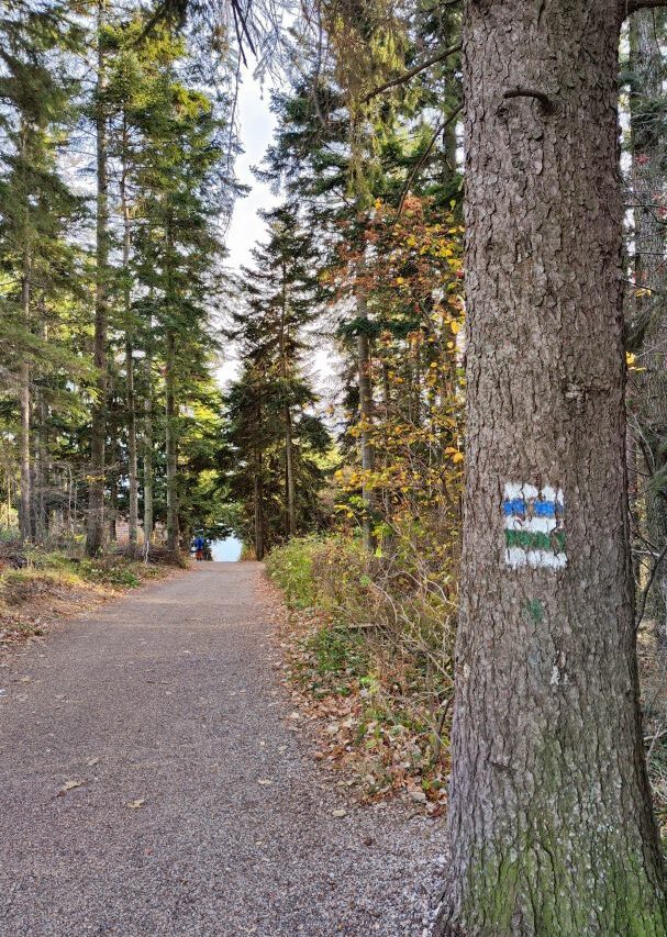 Gute beschilderte Wanderwege führen ebenso auf die Hohe Wand wie sportliche Kletterrouten und Klettersteige.