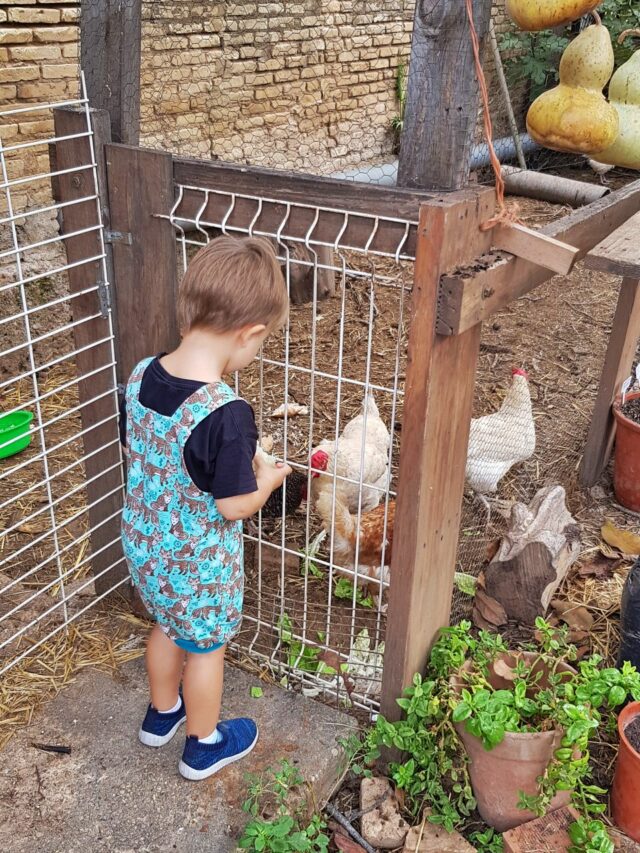 Die Hühner des Hausherren freuen sich, dass Liam sie mit den Salatresten und Tomatenschalen füttert. Beide haben sichtlich Freude daran  😊